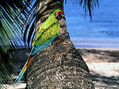 Great Green Macaw